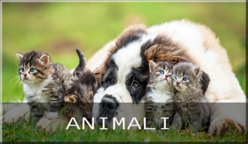 Animali